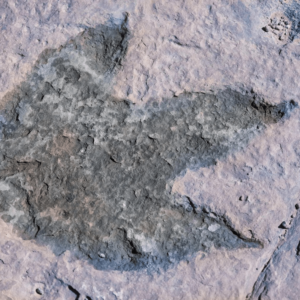 De voetafdruk van een dinosaurus die door een paleontologische expeditie gevonden wordt.